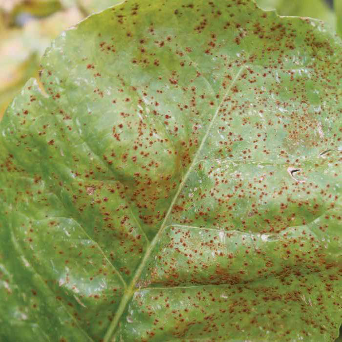 Beet infected with rust